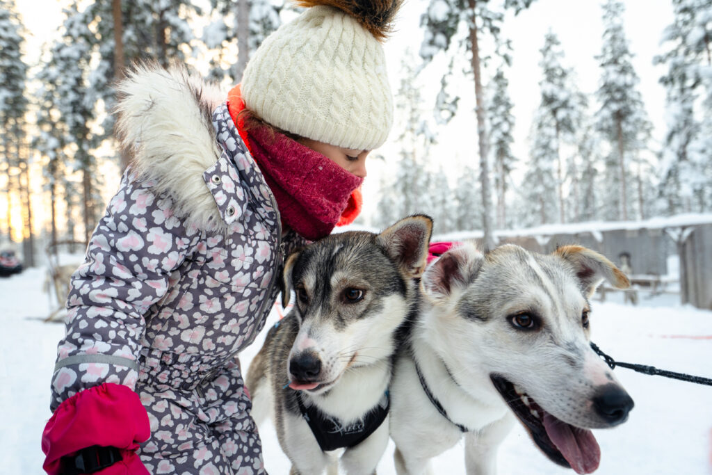 Chiens de traîneaux à Pinewood