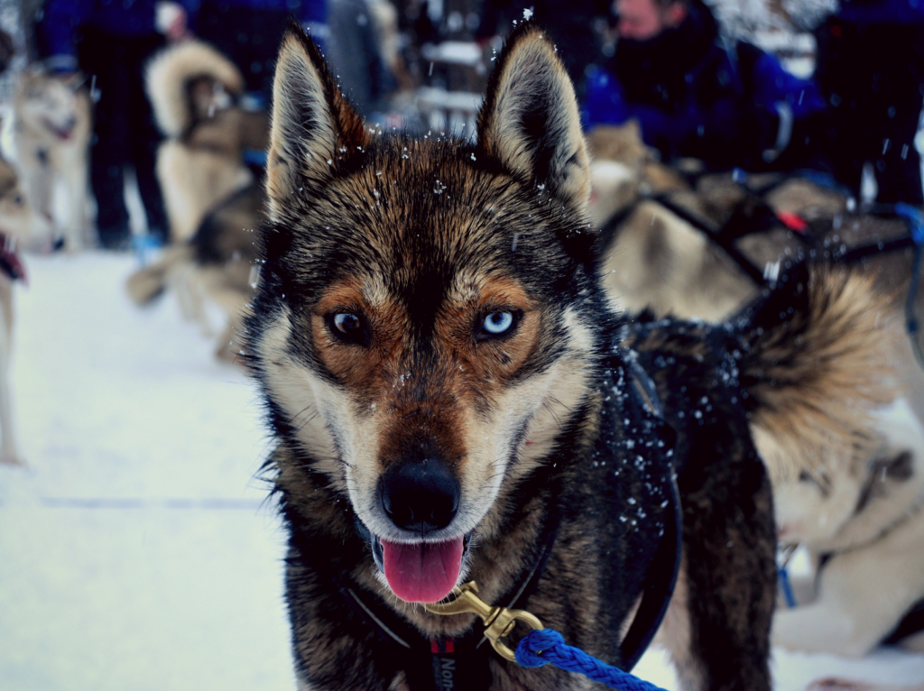 chiens de traîneau à Rovaniemi