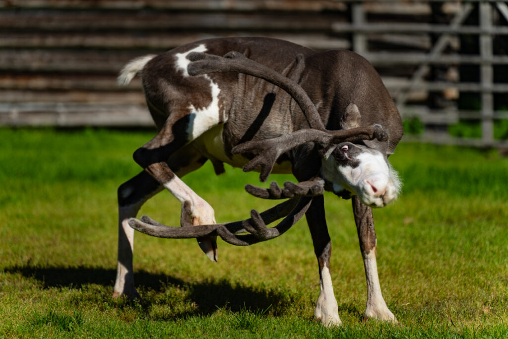 ferme de rennes en été