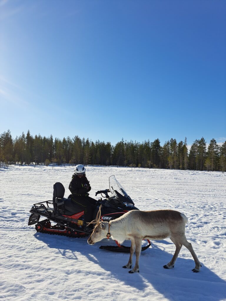 visiter une ferme de rennes à Rovaniemi