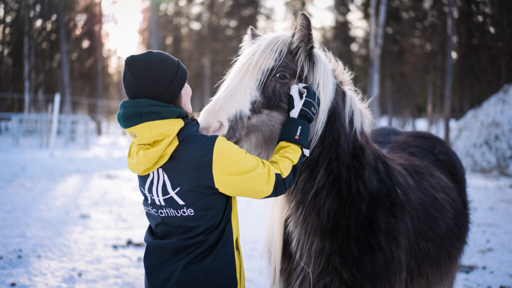 cheval à Rovaniemi