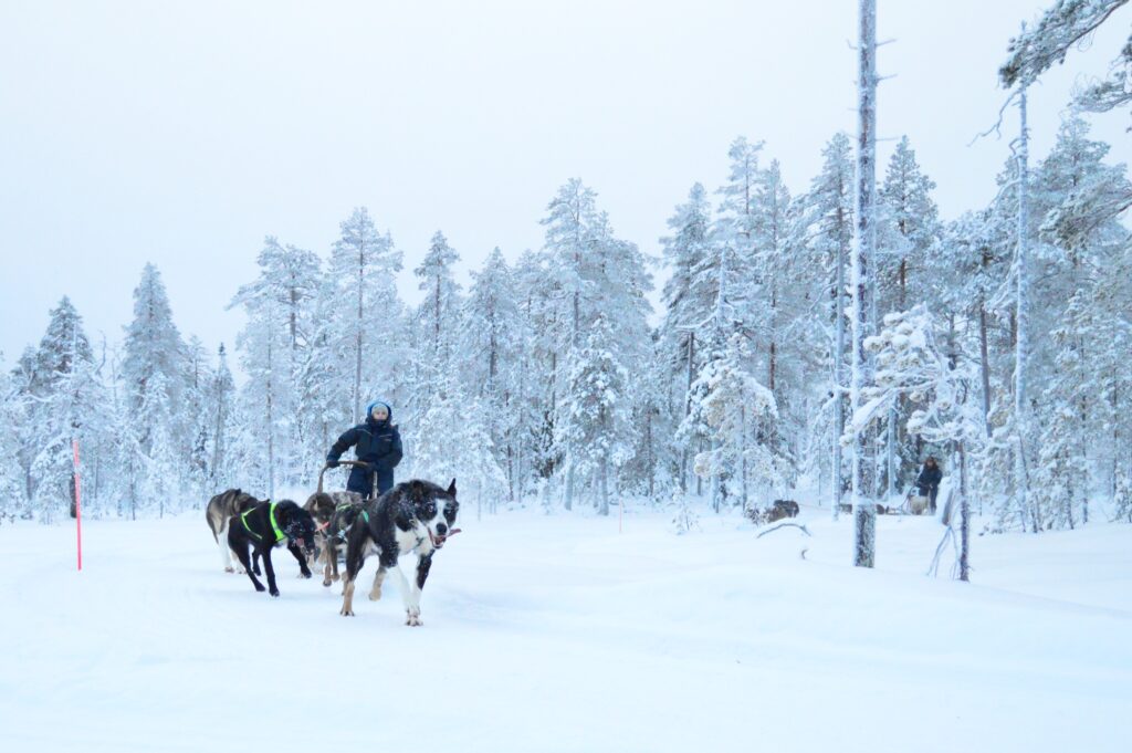 chien de traîneau à Rovaniemi