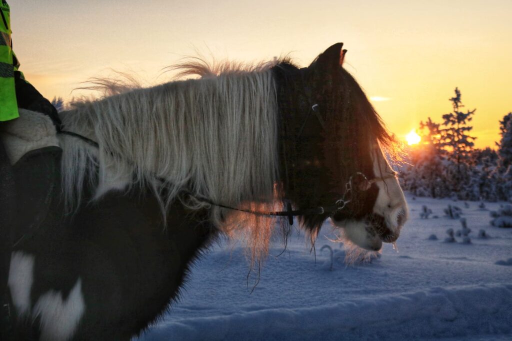 cheval en Laponie