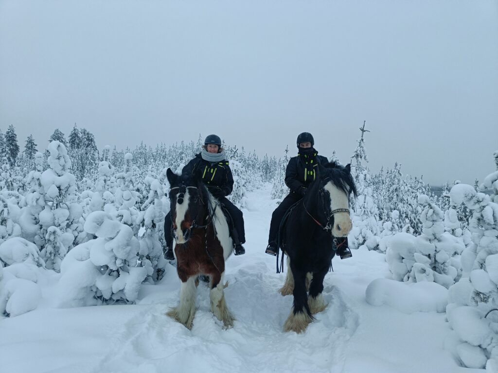 cheval à Rovaniemi