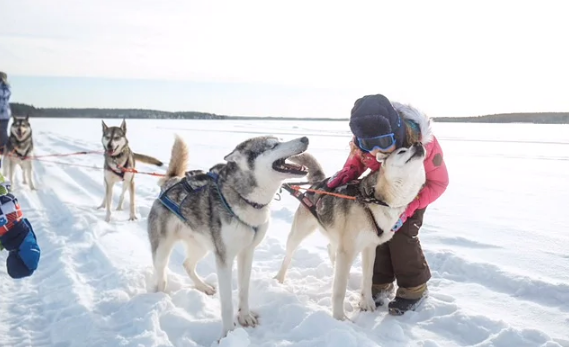 Husky safari in Rovaniemi