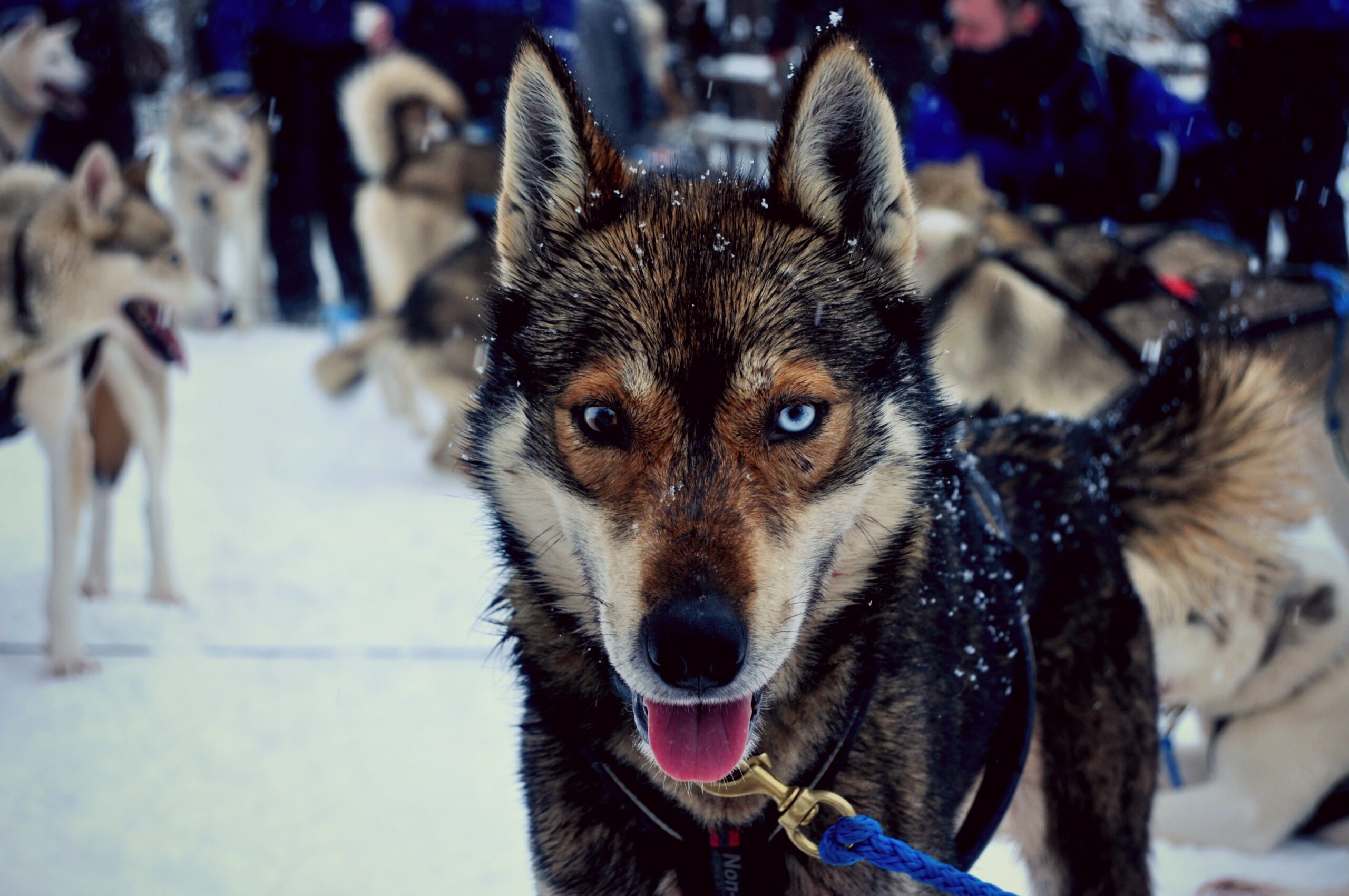 Balade en chiens de traîneau à Rovaniemi