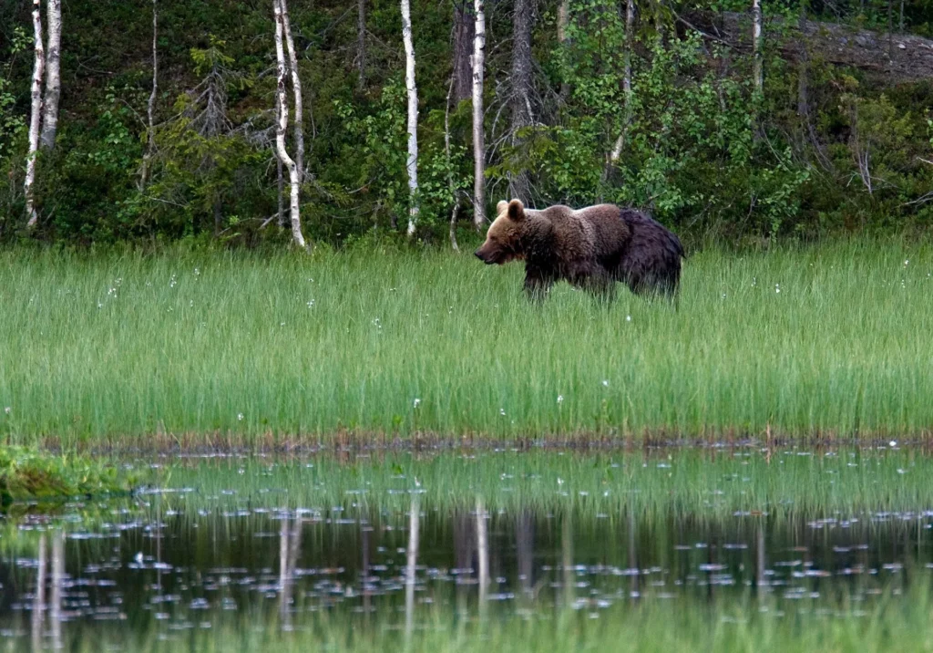 summer activities in Rovaniemi