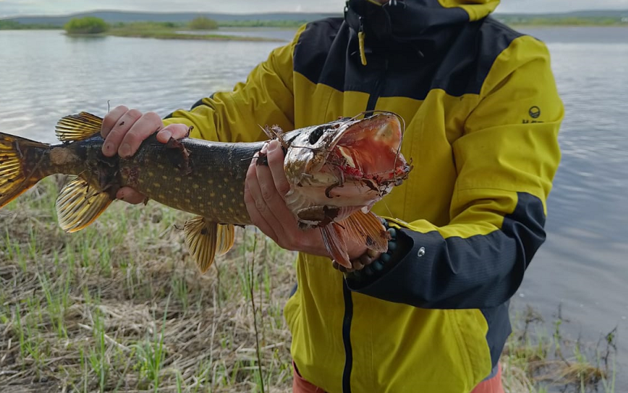 pêcher l'été en Laponie