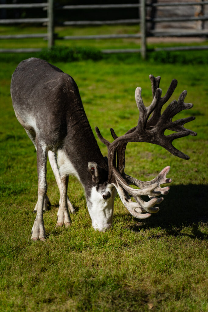 renne en été