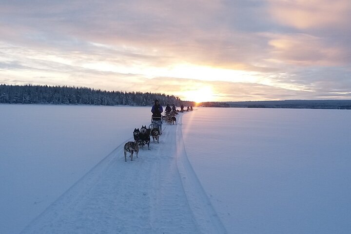 Balade en chiens de traïneaux à Rovaniemi