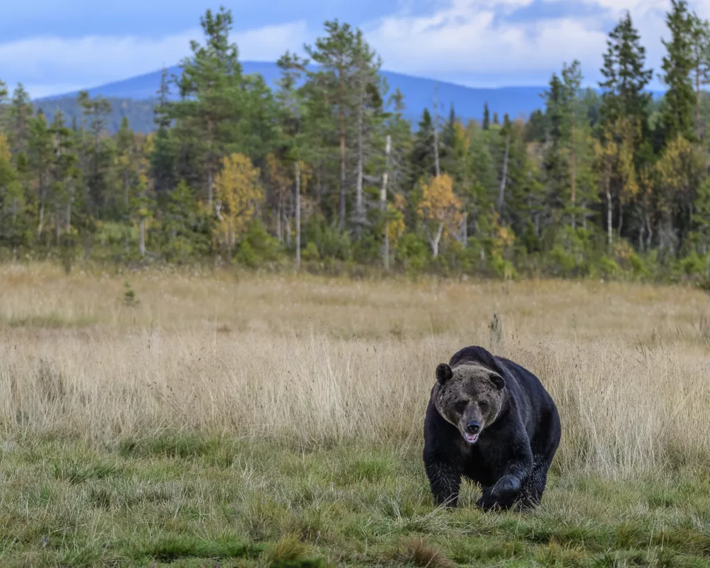 Ours brun en Laponie, en automne