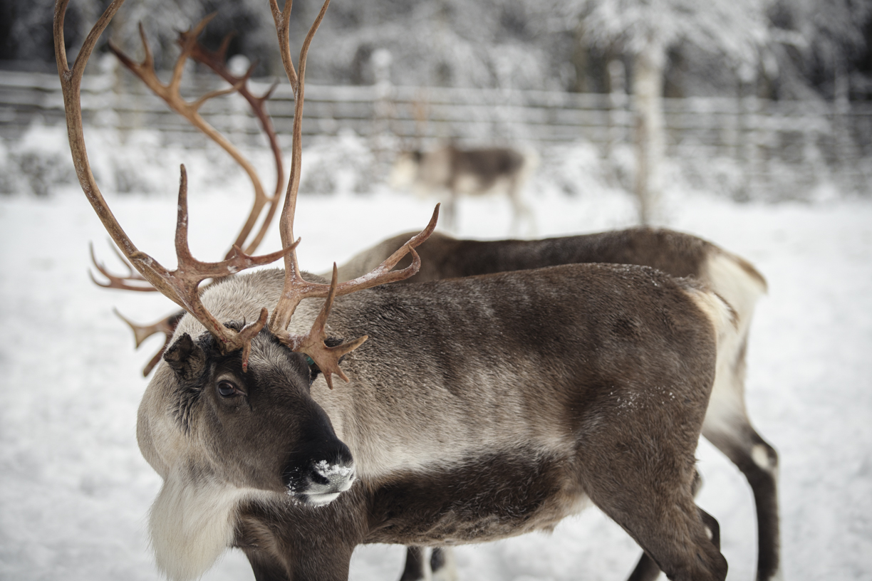 Reindeer farm and sleigh ride in Rovaniemi