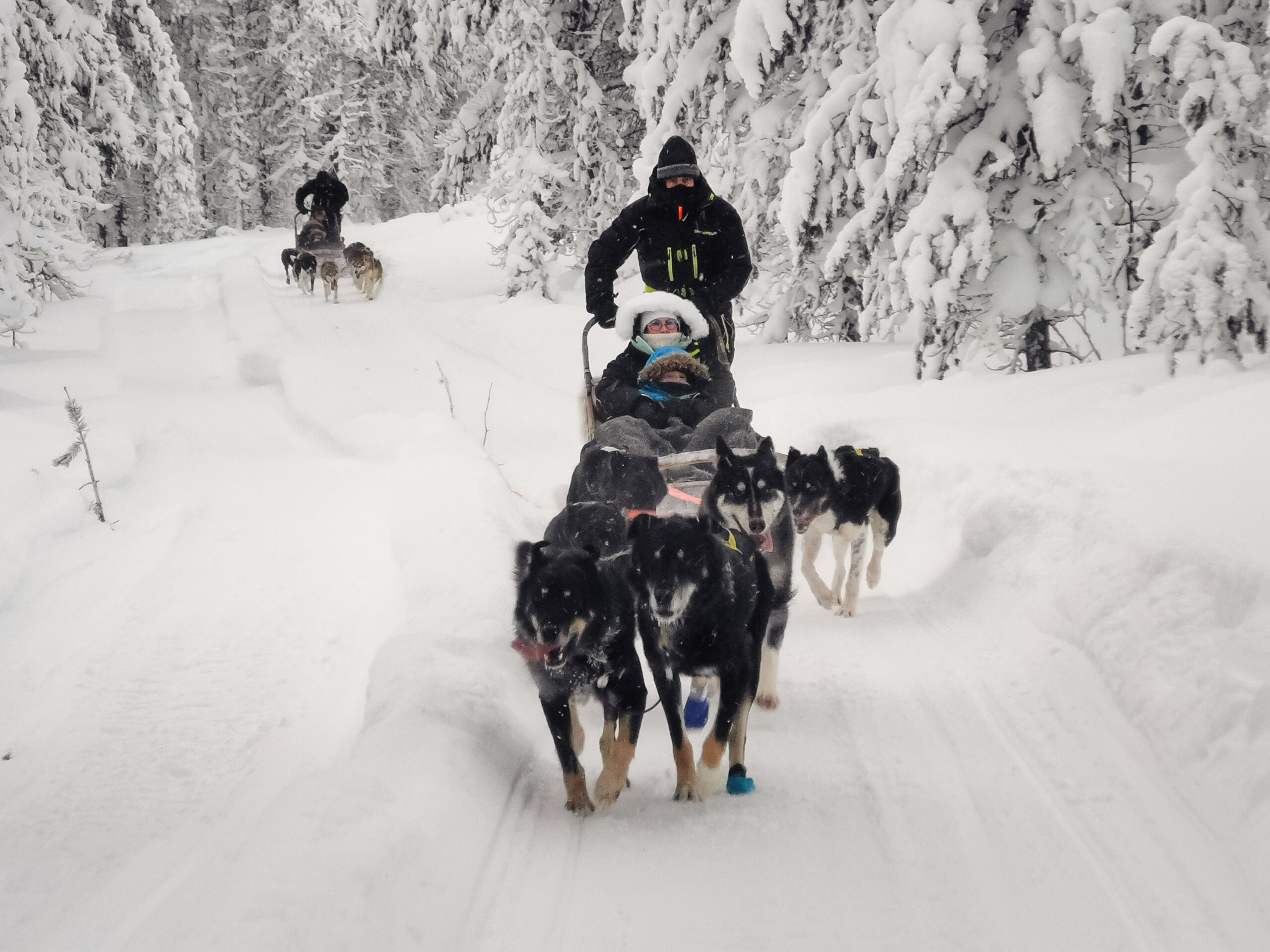 Balade de 5 km en chiens de traîneau à Rovaniemi