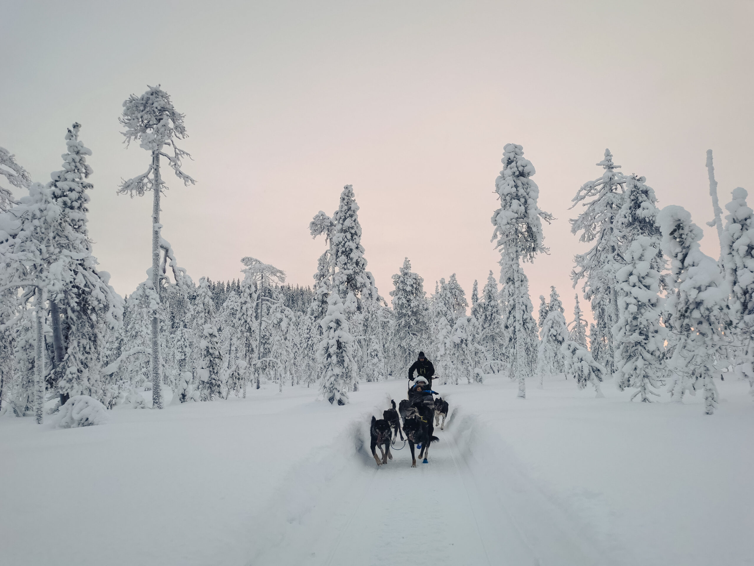 Balade de 10 km en chiens de traîneau à Rovaniemi
