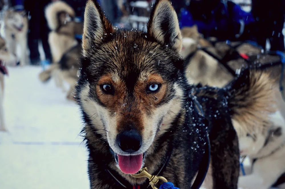 Balade en chiens de traîneau à Rovaniemi
